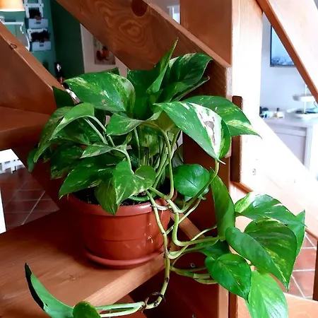 Tatil Evi Casa Ro Cori, 10 Minuti A Piedi Dalla Cattedrale Noto